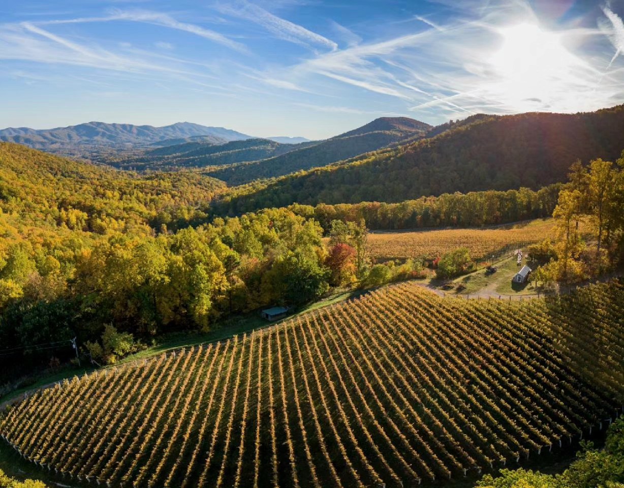 Aerial view of Ankida Ridge Vineyards in autumn, golden vines below the Blue Ridge Mountains